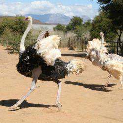 Home to the beautiful and rare white ostrich
