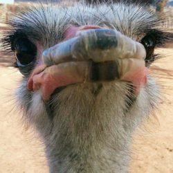 Portrait of an ostrich