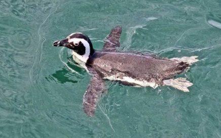 African penguins at the sanctuary