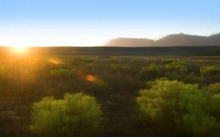 Bontebok National Park is home to Bontebok, Grey Rhebuck, Red Hartebeest as well as many smaller mammals