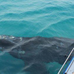 Watch graceful whales in their natural habitat
