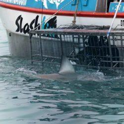 Sister company, Marine Dynamics, specialises in fantastic great white shark cage diving experiences