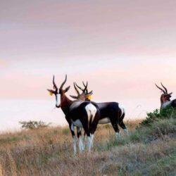 Majestic Bontebok