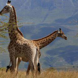 Melvin and Sophie, Kwetu's tall and majestic giraffes