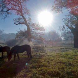 Breathtaking natural scenery with grazing horses