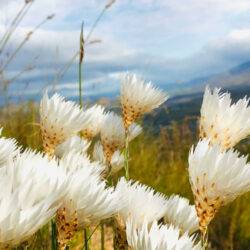 Fynbos flowers